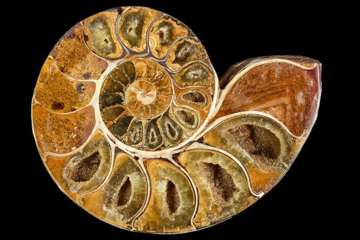 Sliced, Agatized Ammonite Fossil (half) - Jurassic #110743